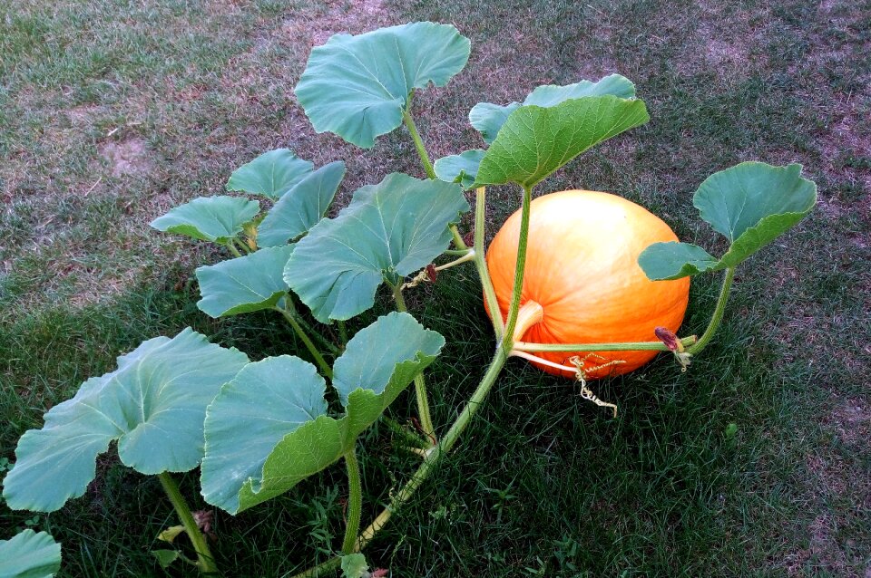 Garden vegetable soup