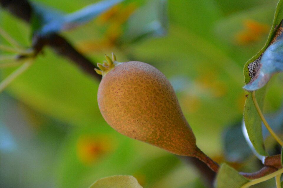 Tree pear tree fruit