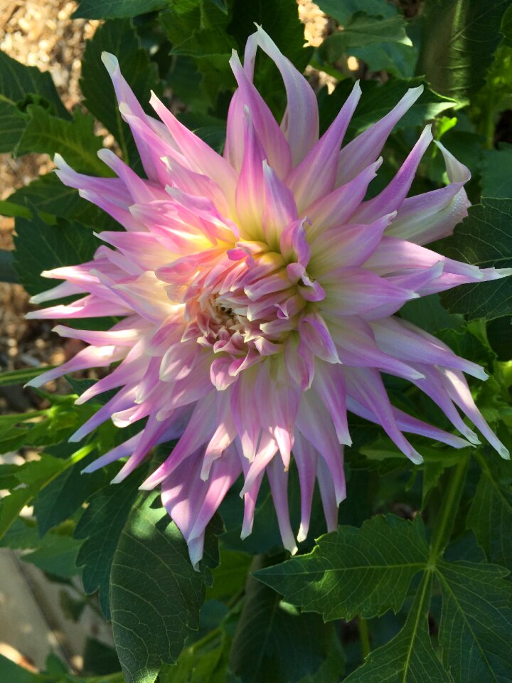 Violet and white flower