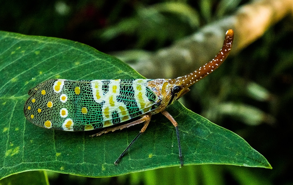 Proboscis long red