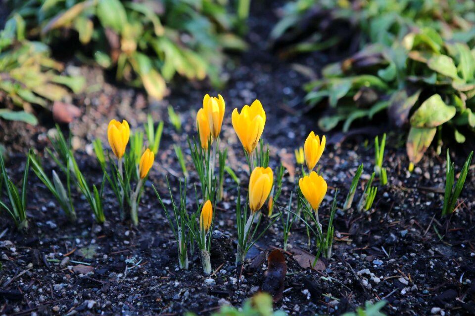 Butchart gardens fan yellow