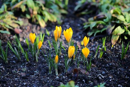 Butchart gardens fan yellow
