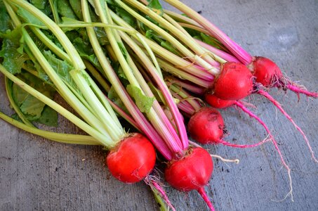 Food season gardening