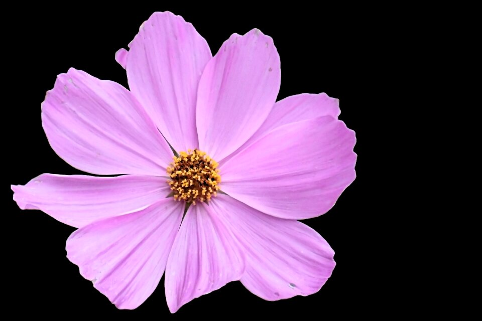 Garden pink flower summer flower