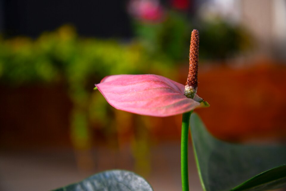 Blooming blossom pink
