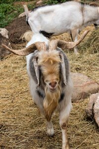 Nature animal