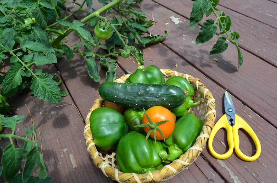 Gardening green harvesting