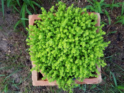 Green nature a garden plant