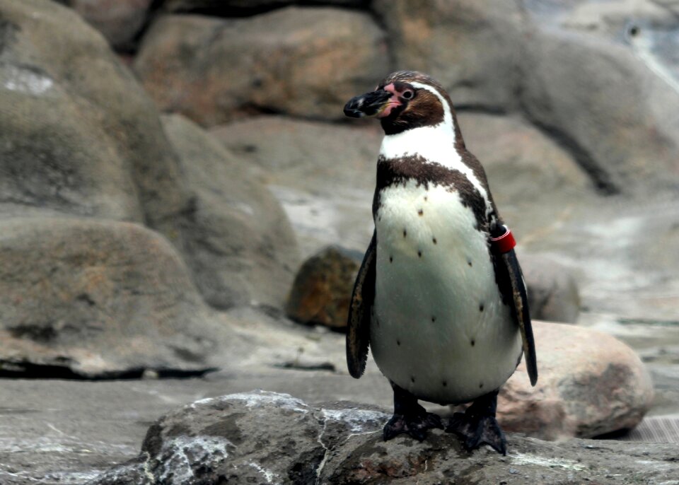 Bird animal