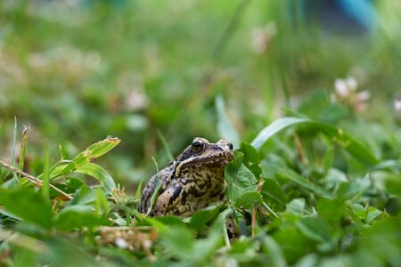 Green animal toad photo
