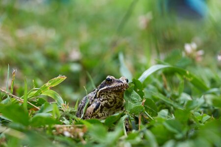 Green animal toad