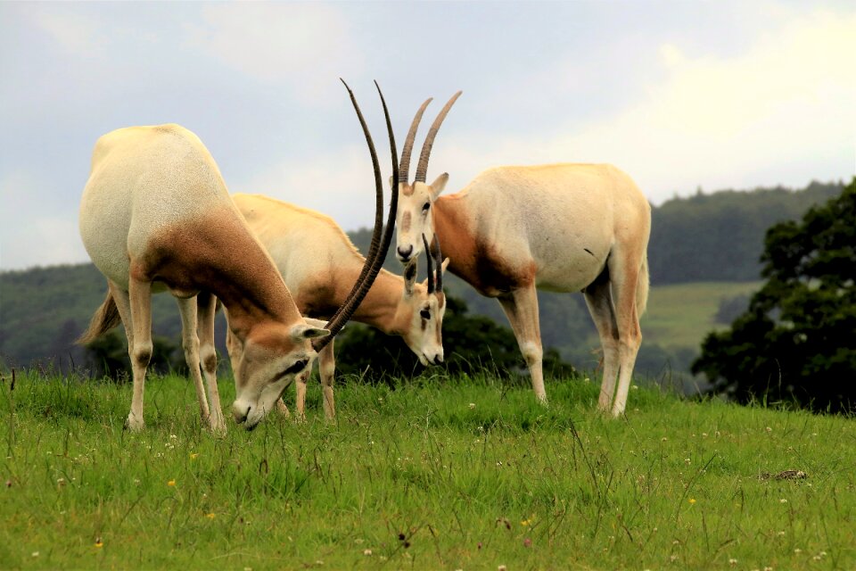 Scimitar oryx nature