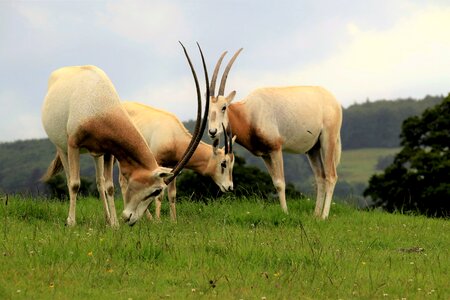 Scimitar oryx nature photo