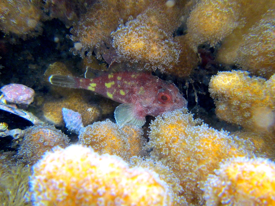 Marine underwater animal
