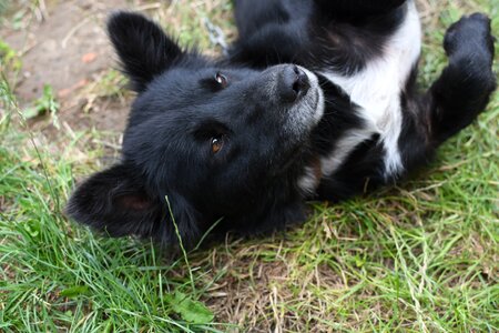 Puppy animals nice