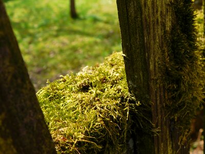 Wooden boards fence mossy photo