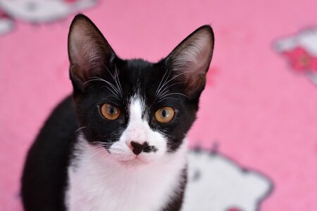 Domestic cat young cat mieze