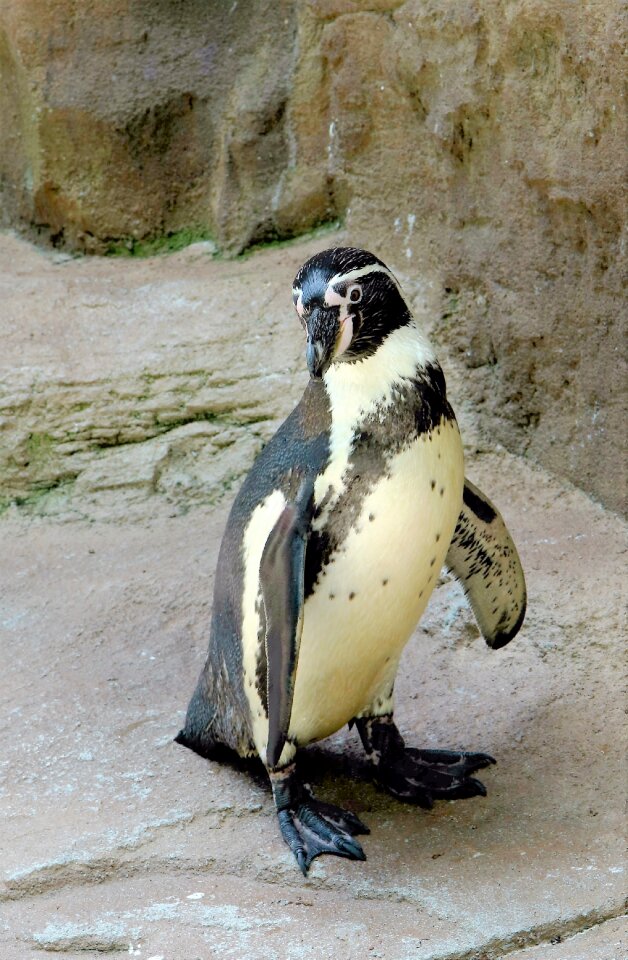 Wildlife sea wild
