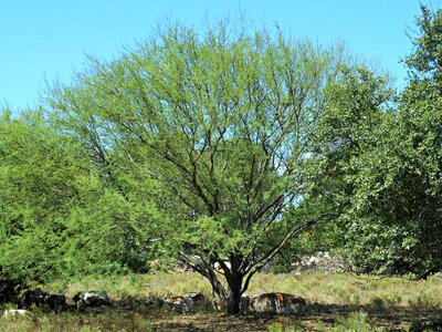Wild tree country