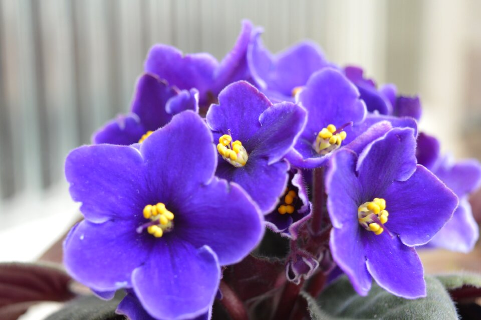 Flowers purple flower garden