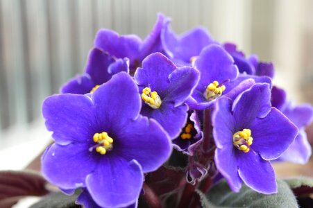 Flowers purple flower garden photo