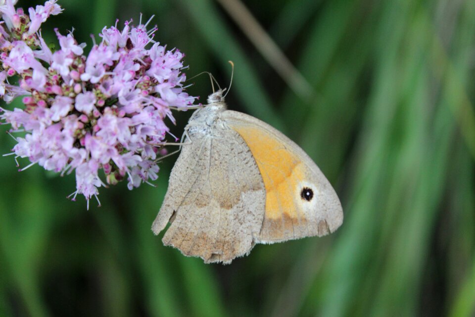 Butterfly wild plant close up