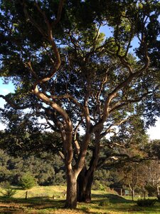 Oak landscape grass