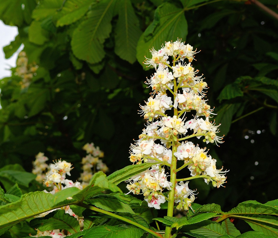 Aesculus hippocastanum shining leaves