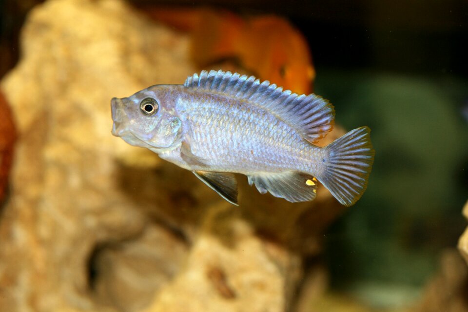 Cichlidae cichlids tanganyika