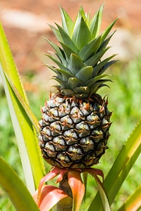 Pineapple fruit exotic