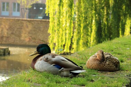 Plumage poultry rest photo