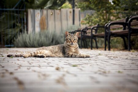 Homeless fur eyes