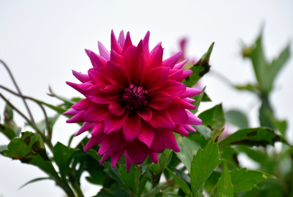 Color botany freshness