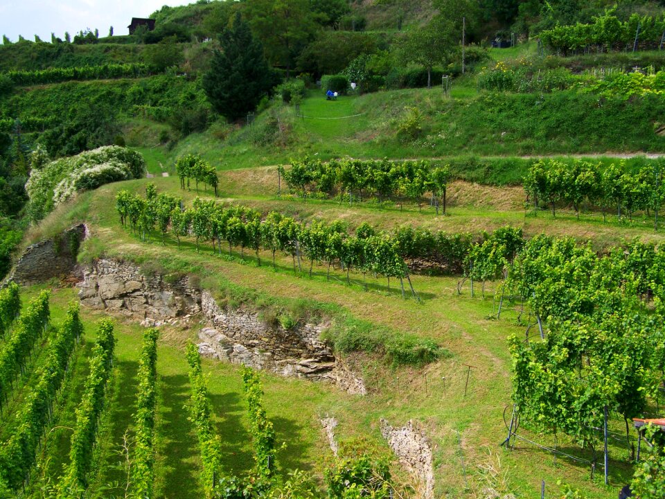 Terrace viticulture krems austria