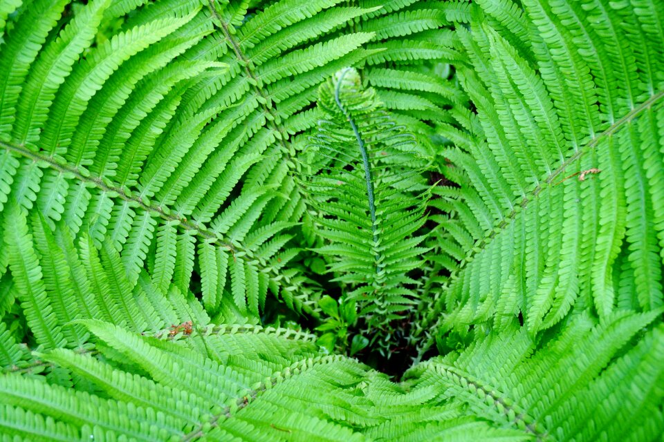 Green plant flora