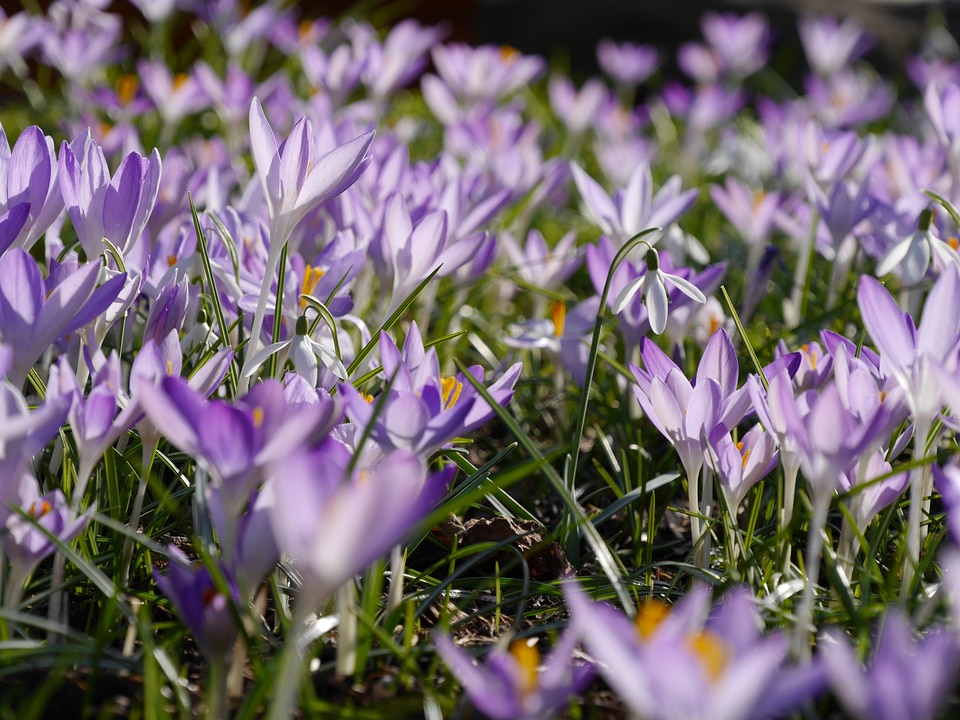 Spring blossom bloom