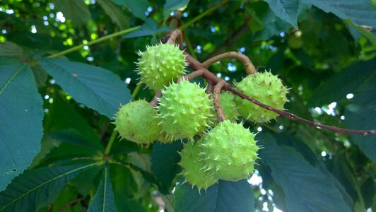 Plant chestnut tree beer garden photo