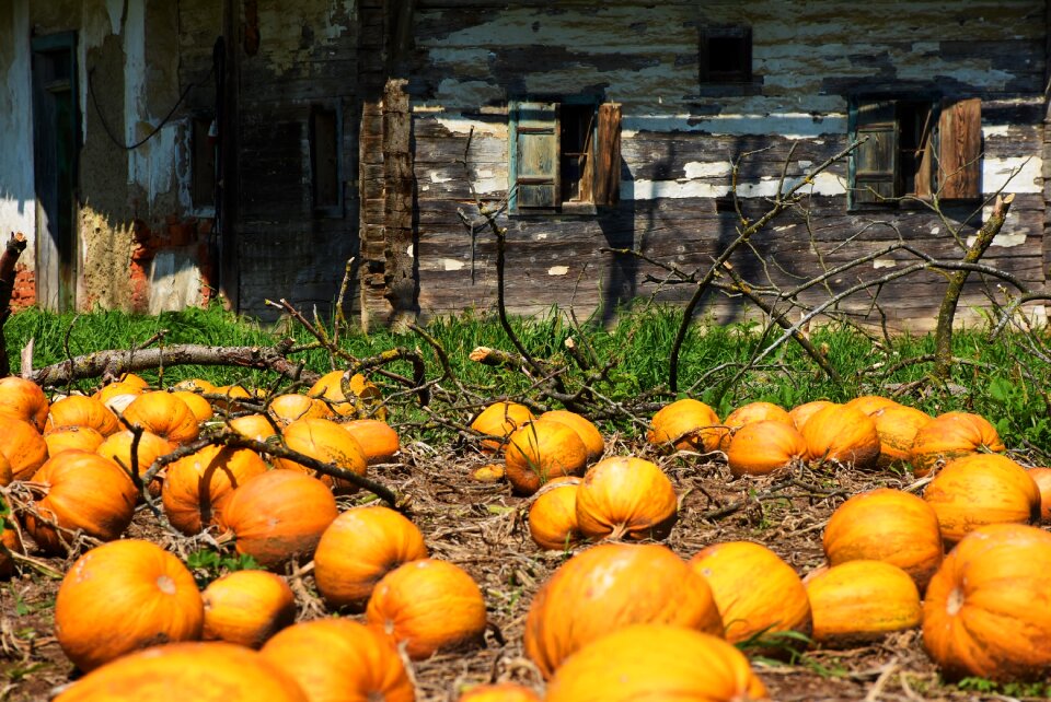 Decaying house food frame fruits