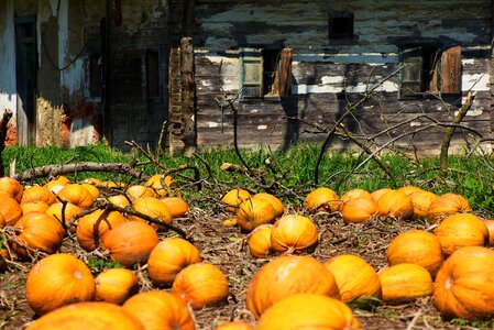 Decaying house food frame fruits