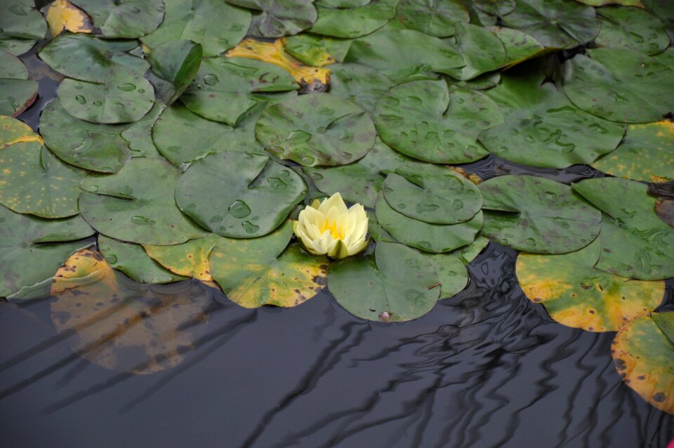 Blossom peace water