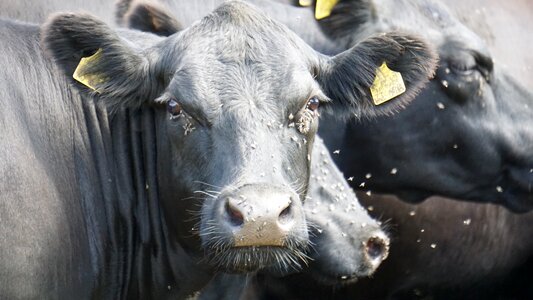 Cattle cows mammal