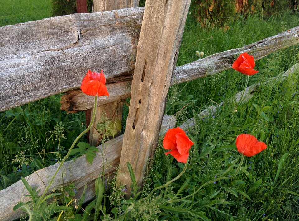 Petal blooming outdoors