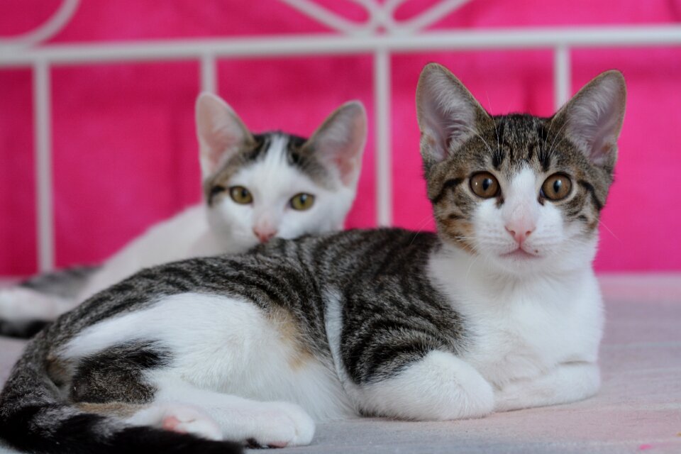 Domestic cat pet young cat