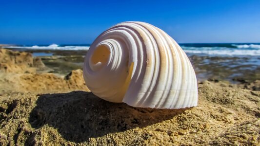 Summer nature seashell