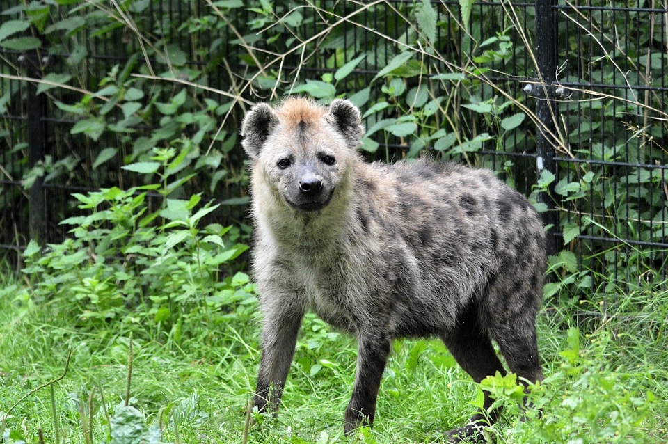 Wild zoology mammal