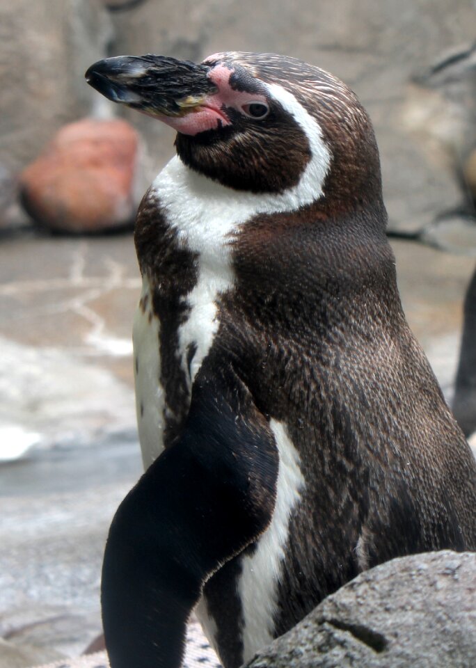Bird antarctica