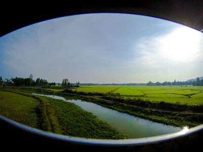 Rice paddy environment green photo