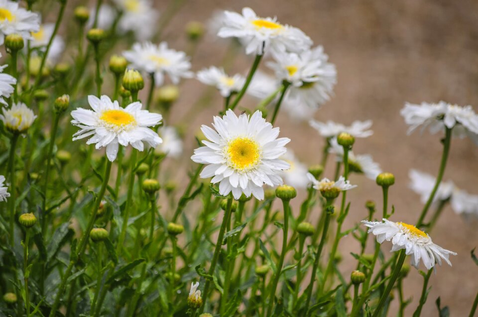 Spring flowers summer flower