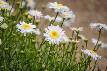 Spring flowers summer flower photo