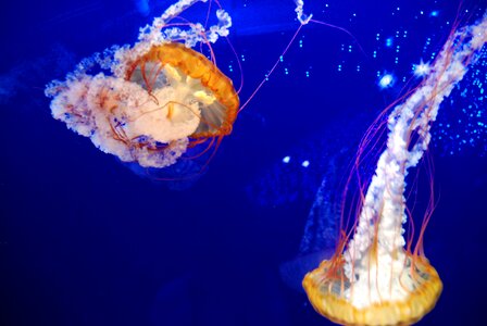 Jellyfish aquarium sea
